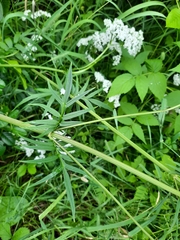 Valeriana officinalis