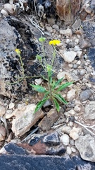 Osteospermum microcarpum microcarpum