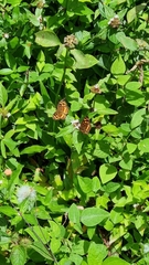 Anthanassa drusilla