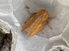 Habrosyne pyritoides