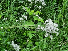 Valeriana officinalis