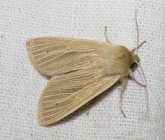 Mythimna pallens