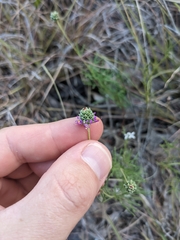 Dalea tenuis