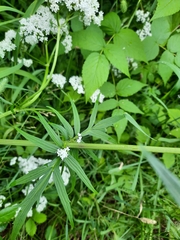 Valeriana officinalis