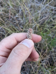 Dalea tenuis