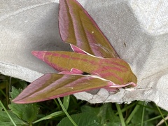 Habrosyne pyritoides