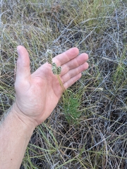 Dalea tenuis