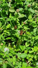 Anthanassa drusilla