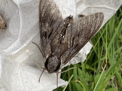 Habrosyne pyritoides