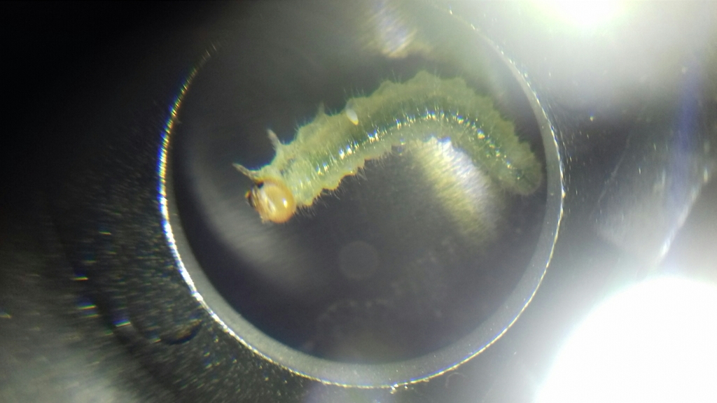 Empria maculata