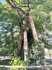 Robinia pseudoacacia