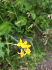 Lotus corniculatus