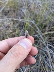 Dalea tenuis