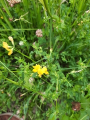 Lotus corniculatus