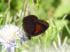 Erebia styx