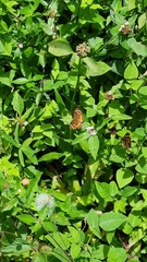 Anthanassa drusilla