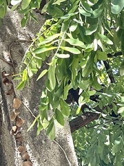 Robinia pseudoacacia