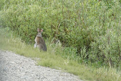 Lepus othus