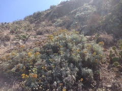 Constancea nevinii