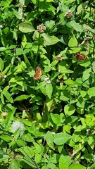 Anthanassa drusilla
