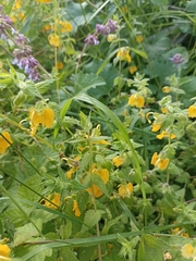 Rhynchocorys orientalis