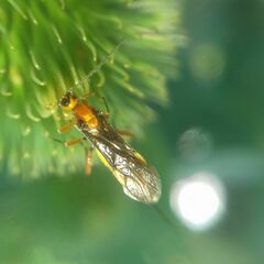 Agathidinae