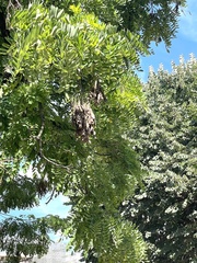 Robinia pseudoacacia