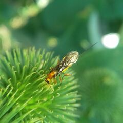 Agathidinae