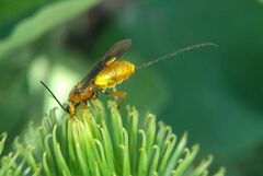 Agathidinae