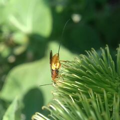 Agathidinae