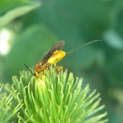 Agathidinae