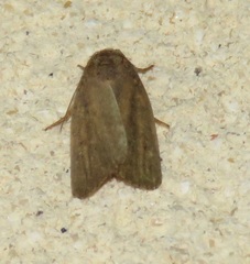 Athetiina