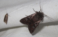 Lycophotia molothina