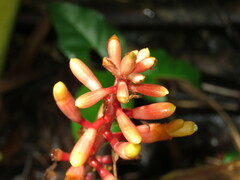 Renealmia aromatica