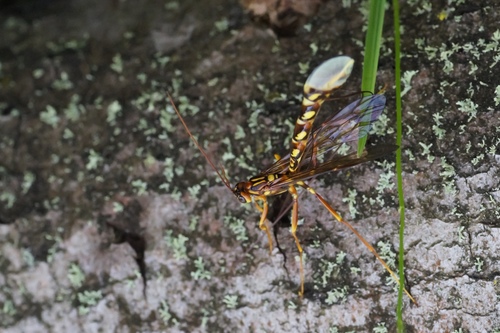 Megarhyssa perlata
