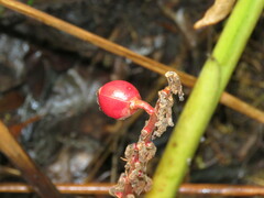 Renealmia aromatica