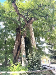 Robinia pseudoacacia