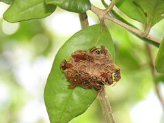 Mischocyttarus phthisicus