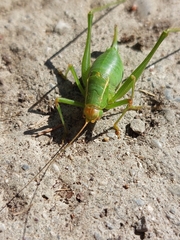 Metaplastes pulchripennis