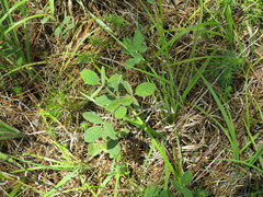 Rhynchosia tomentosa