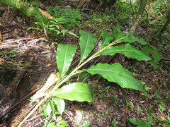 Renealmia aromatica