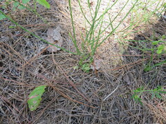 Symphyotrichum adnatum
