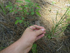 Symphyotrichum adnatum