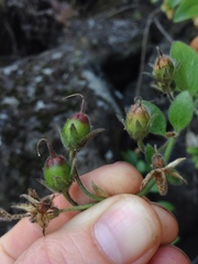 Gambelia speciosa
