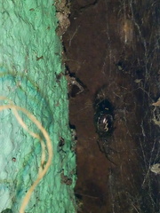 Steatoda castanea