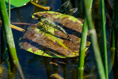 Anax imperator