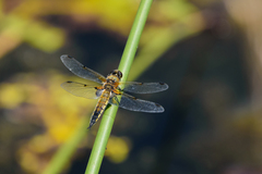 Libellula quadrimaculata