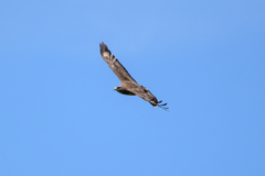 Buteo buteo