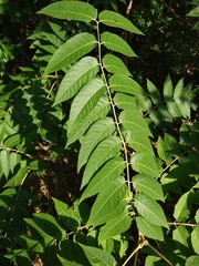 Ailanthus altissima