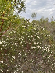 Phylica diffusa diffusa